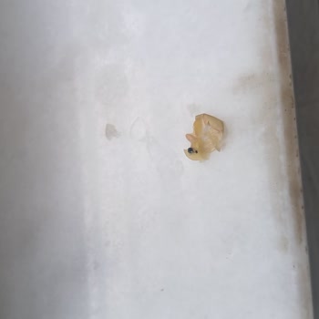 Duru Yeşil Mercimekten Her Defasında Böcek Çıkıyor!