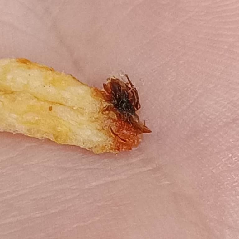 Aldığım Cips Paketinde Yabancı Madde Ve Hijyen Sorunu