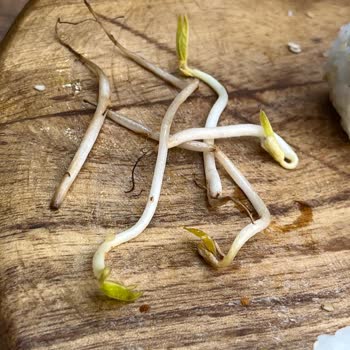 Yanıltıcı Reklam Ve Kalitesiz Sushi Deneyimi: Ücret İadesi Talebi