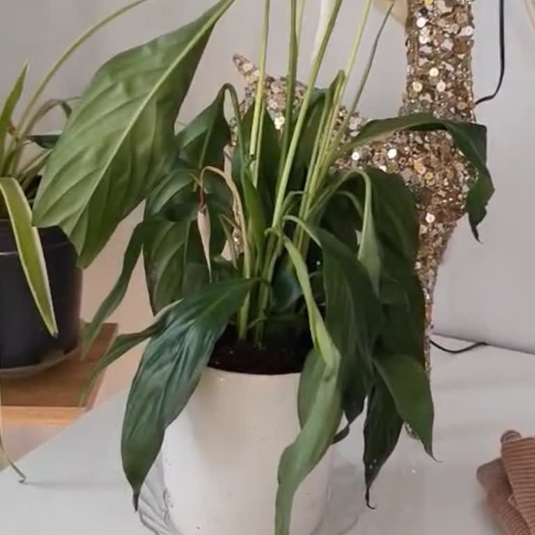 Gönderilen Çiçek Solmuş Ve Hasarlı Geldi, Müşteri Hizmetlerinden Yanıt Alınamadı