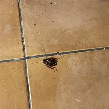 Otel Odasında Böcek Sorunu Ve Ücret İadesi Mağduriyeti