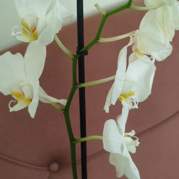 Solmuş Orkide Teslimatı Ve Çözüm Sunulmaması