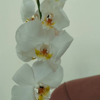 Solmuş Orkide Teslimatı Ve Çözüm Sunulmaması