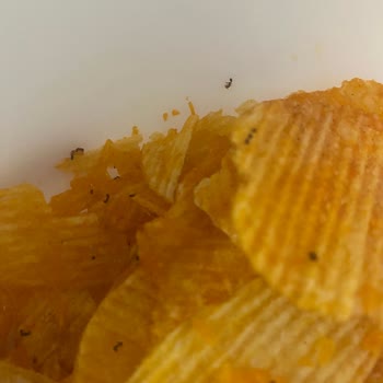 Satın Aldığım Cips Paketinden Karınca Ve Böcek Çıkması Nedeniyle Yaşadığım Hijyen Sorunu
