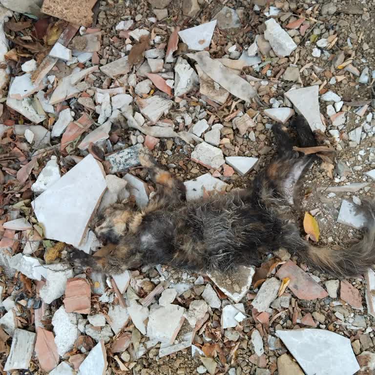 Hasta Sokak Kedisi İçin Yetersiz İnceleme Ve Sonuçsuz Belediye Hizmeti