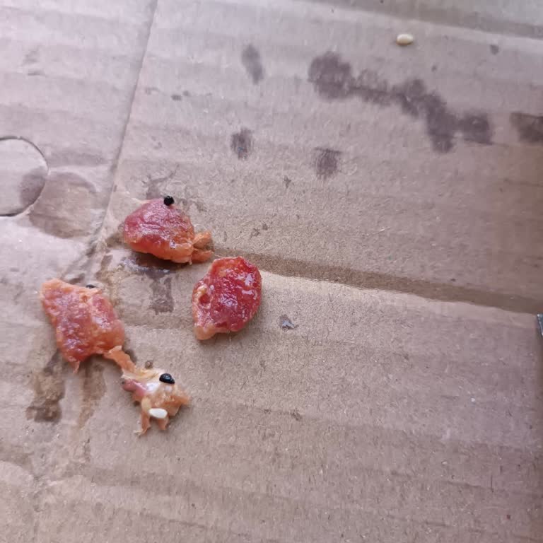 Gündoğdu Sarayı | Tarsus Çiğ Pide Gönderimi Can Sıktı