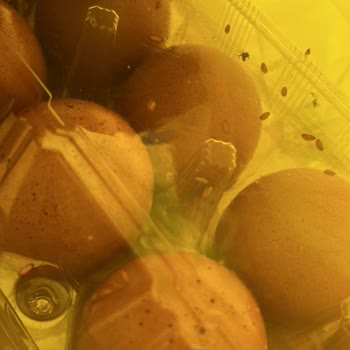 Şok Marketler Siparişimde Bozuk Yumurta ve İade Sorunu Yaşadım