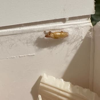 Aldığım Chia Tohumu Paketinde Böcek Çıkması Ve Hijyen Endişesi