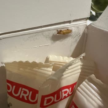 Aldığım Chia Tohumu Paketinde Böcek Çıkması Ve Hijyen Endişesi