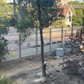 Sokak Sakinlerinin Onayı Olmadan Ağaçların Kesilmesine Tepki