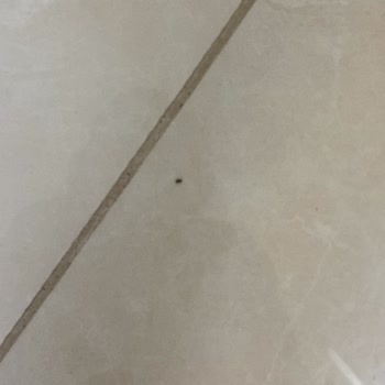 Kediler Ve Pireler Nedeniyle Evimize Giremiyoruz, Acil Çözüm Bekliyoruz