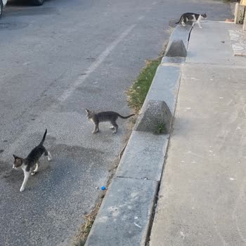 Kediler Ve Pireler Nedeniyle Evimize Giremiyoruz, Acil Çözüm Bekliyoruz