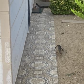 Kediler Ve Pireler Nedeniyle Evimize Giremiyoruz, Acil Çözüm Bekliyoruz