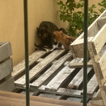 Kediler Ve Pireler Nedeniyle Evimize Giremiyoruz, Acil Çözüm Bekliyoruz