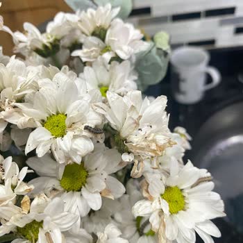 Kurtlanmış Ve Solmuş Çiçeklerle Büyük Hayal Kırıklığı Yaşadım