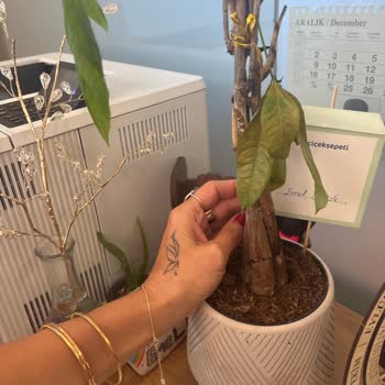 Sağlıksız Ve Kurumuş Çiçek Teslimatı, Çözüm Sunulmuyor