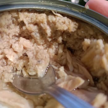 Dardanel Ton Balığı Sonrası Zehirlenme Ve Sağlık Sorunları