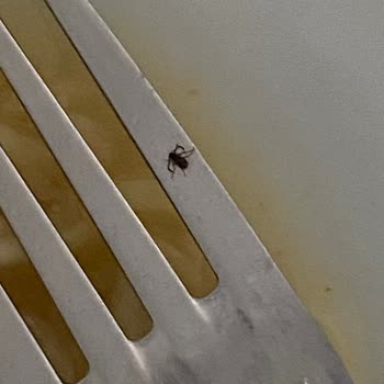 Noodle Ürününde Böcek Çıkması Nedeniyle Sağlık Ve Hijyen Endişesi