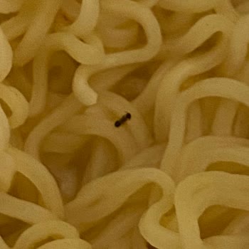 Noodle Ürününde Böcek Çıkması Nedeniyle Sağlık Ve Hijyen Endişesi