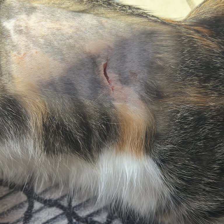 Veteriner İhmali Nedeniyle Kedim İkinci Kez Ameliyat Oldu, Mağduriyet Yaşadım