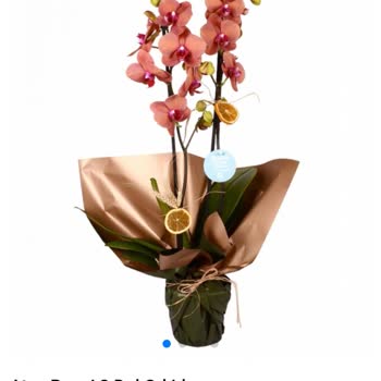 Yanlış Ve Solmuş Çiçek Gönderimi, Ücret İadesi Yapılmadı!