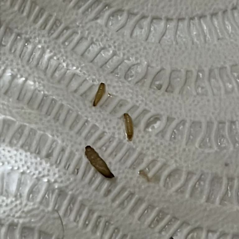 Taze Üründe Kurt Çıkması Güvenimi Sarstı