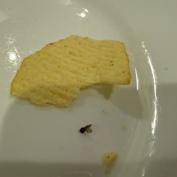 Lays Fırından Cips Paketinden Kuru Sinek Çıkması Hijyen Endişesi