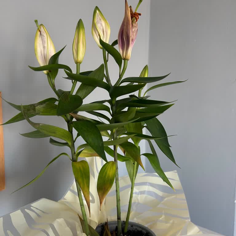 Satın Aldığım Lilyum Çiçeği İki Gün İçinde Soldu, Ürün Değişimi Talep Ediyorum