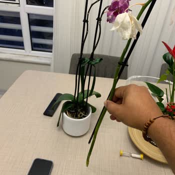 Yanlış Ve Hasarlı Orkide, İlgisiz Müşteri Hizmetleri