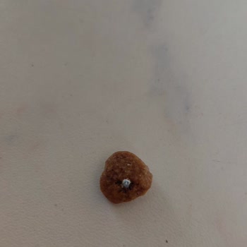 Kedi Mamasında Metal Parça Şoku!