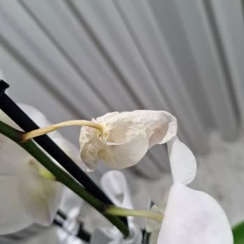 Aldığım Orkide 4 Günde Soldu, Hayal Kırıklığına Uğradım