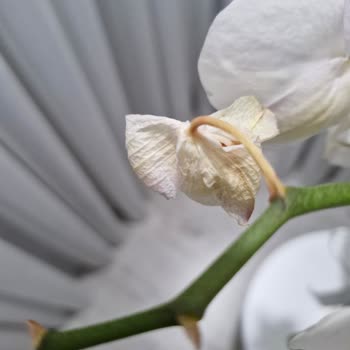 Aldığım Orkide 4 Günde Soldu, Hayal Kırıklığına Uğradım