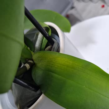 Aldığım Orkide 4 Günde Soldu, Hayal Kırıklığına Uğradım