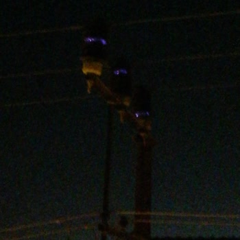 Elektrik Direğinden Çıkan Sesler Ve Kıvılcımlar Uykusuz Bırakıyor