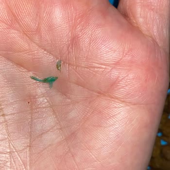 Pro Plan Köpek Mamasında Plastik Parça Çıkması