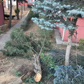 Yılların Ağaçları Göz Göre Göre Yok Ediliyor!