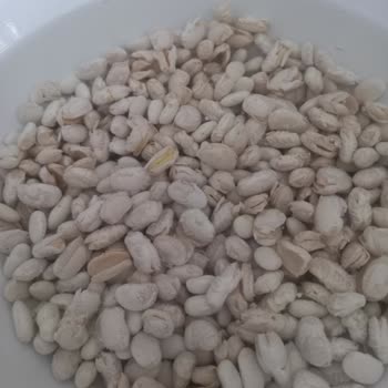 Duru Dermason Fasulye Şikayeti