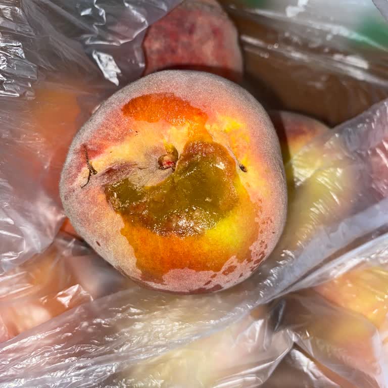 Sürekli Çürük Meyve Teslimatı Ve Yetersiz Çözüm Süreci