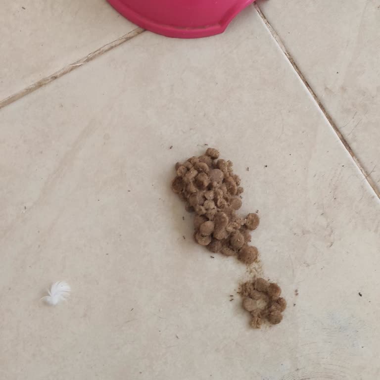 Son Kullanma Tarihi Belirsiz Ve Sağlık Sorunu Yaratan Mama İçin Değişim Talebi