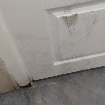 Otel Odasında Kurt Çıktı, Şikayetlerim Dikkate Alınmadı!