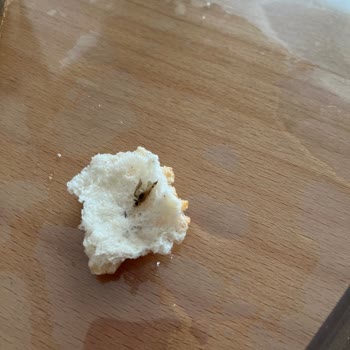 Aldığım Ekmeğin İçinden Böcek Çıktı Hijyen Konusunda Endişeliyim