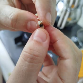 Aldığım Makarna İçinden Böcek Çıktı, Hayal Kırıklığına Uğradım