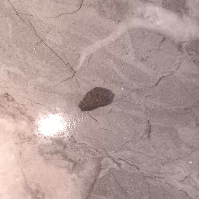 Lays Baharatlı Cips Paketinde Siyah Yabancı Cisimle Karşılaştım, Hijyen Endişesi Yaşadım