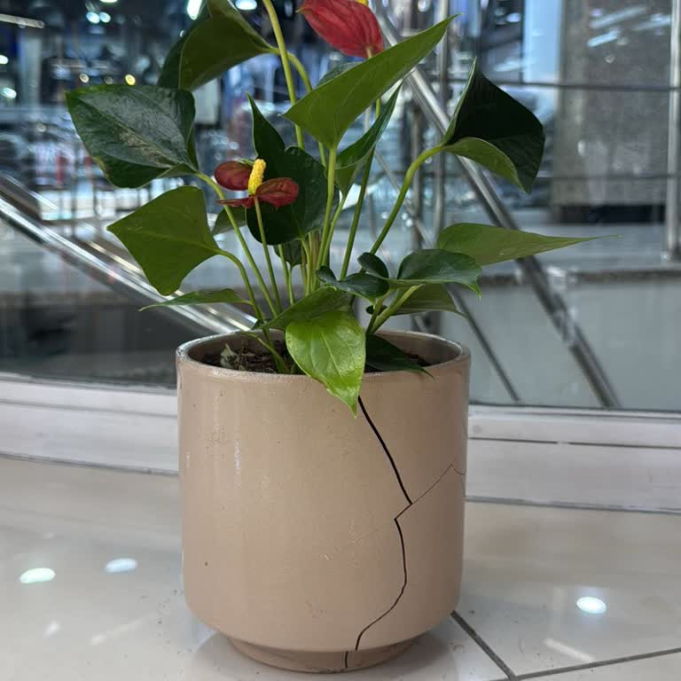 Aldığım Saksı İlk Sulamada Kırıldı, Mağduriyetim Giderilmiyor