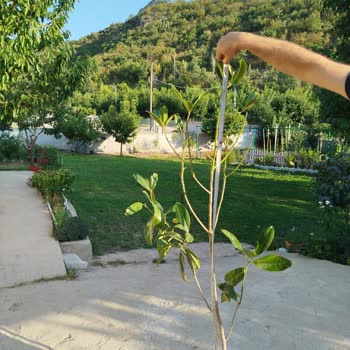 Rüzgar Botanik Siparişimde Eksik Ve Sağlıksız Fidan Gönderildi Firma İletişime Geçmiyor