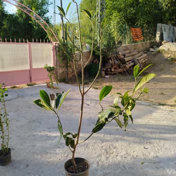 Rüzgar Botanik Siparişimde Eksik Ve Sağlıksız Fidan Gönderildi Firma İletişime Geçmiyor