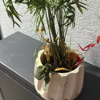 Kırık Ve Eksik Teraryum, İlgisiz Müşteri Hizmetleri Ve İade Sorunu