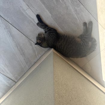 Aşısız Otel Kedisi Bebeğimi Tırmaladı, Acil Kuduz Aşısı Yaptırmak Zorunda Kaldık