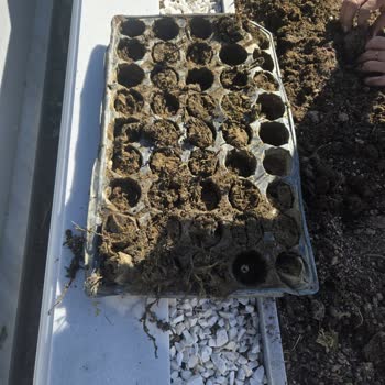 Siparişimde Fide Yerine Sadece Çamur Gönderildi, İade Talebim Cevapsız Kaldı