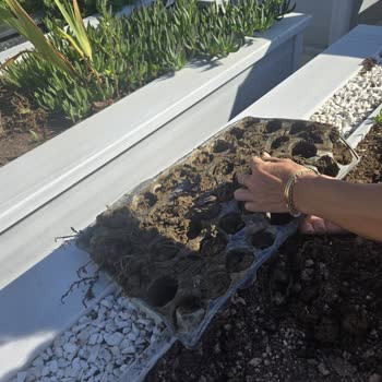 Siparişimde Fide Yerine Sadece Çamur Gönderildi, İade Talebim Cevapsız Kaldı